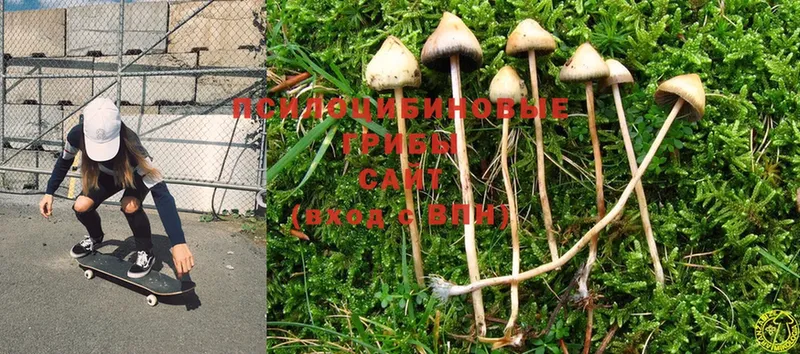 Галлюциногенные грибы MAGIC MUSHROOMS  маркетплейс как зайти  Лобня  купить  